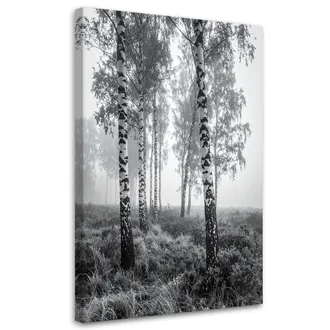 Feeby Cuadro Sobre Lienzo, Bosque De Abedules Niebla Paisaje En Blanco Y Negro, 70x100