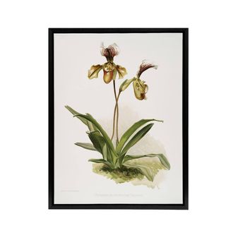 Artery8 Frederick Sander Cypripedium Calypso Orchid Flowers Framed Canvas Art | Size: W24 x H32