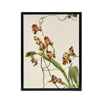 Artery8 Frederick Sander Oncidium Superbiens Orchid Flowers Framed Canvas Art | Size: W24 x H32