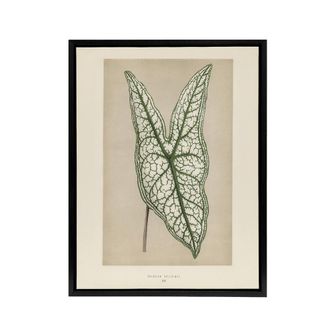 Artery8 Vintage Botanical Caladium Belleymel Leaf Fawcett Framed Canvas Art in Beige | Size: W24 x H32