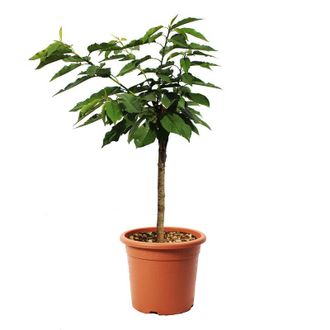 Kentis Pianta di Ciliegio Garden Bing Nano - Alberello da Frutto Ciliegia - Vaso &oslash; 24 cm