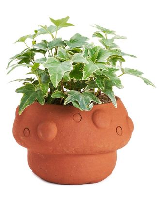 Matr Boomie Matr Boomie Rakshana Mushroom Plant Pot