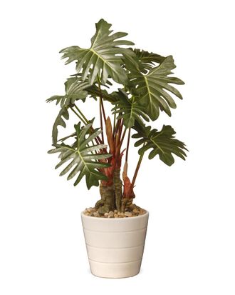 National Tree Company 21In Philodendron Plant
