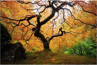 Schubiger M&ouml;bel Digitaldruck auf Glas Der Baum
