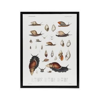 Artery8 Snail shell Marine Life Ocean Augustus Gould Framed Canvas Wall Art in White | Size: W24 x H32