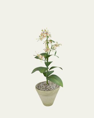 Tommy Mitchell Honeysuckle June Birth Flower in White Terracotta Pot
