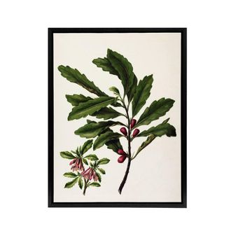 Artery8 New Zealand Toropapa Flowering Plant Featon Framed Canvas Wall Art in Beige | Size: W24 x H32