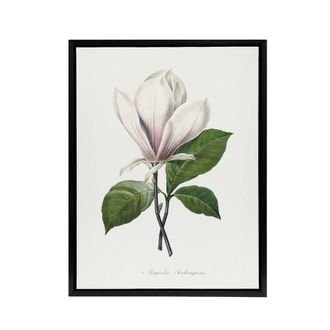 Artery8 Saucer Magnolia Flower Redoute Vintage Black Framed Canvas Wall Art in White | Size: W24 x H32