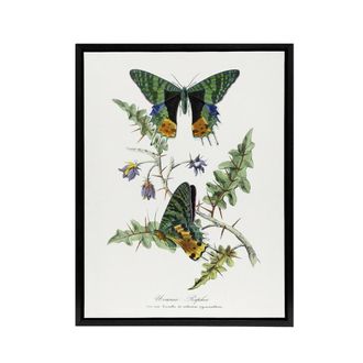 Artery8 Paul Gervais Madagascan Sunset Moth & Flowers Framed Canvas Art in White | Size: W24 x H32