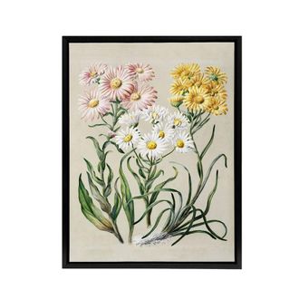 Artery8 New Zealand Snow Groundsel Flowers Featon Framed Canvas Wall Art Print in Beige | Size: W24 x H32