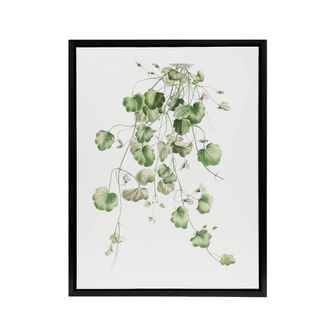 Artery8 Kenilworth Ivy Botanical Redoute Vintage Black Framed Canvas Wall Art in White | Size: W24 x H32