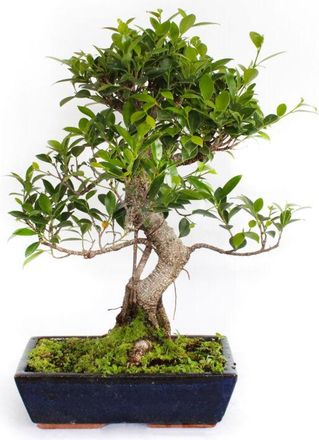 Kentis Bonsai Ficus Microcarpa - Bonsai Ficus Retusa - h 45-55 cm Vaso &oslash; 28 cm