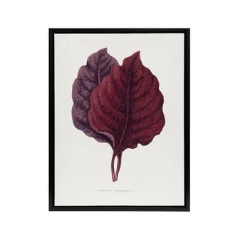 Artery8 AF Lydon Benjamin Fawcett Red Amaranth Leaf Framed Canvas Art Print in White | Size: W24 x H32