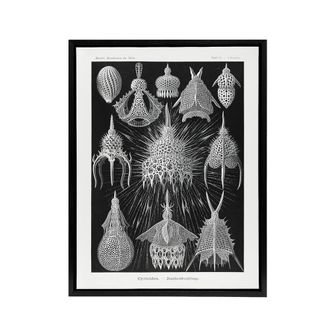Artery8 Marine Microorganisms Haeckel Botanical Black Framed Canvas Wall Art | Size: W24 x H32