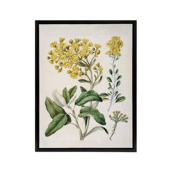 Artery8 New Zealand Brachyglottis Daisy Flowers Featon Framed Canvas Wall Art in Beige | Size: W24 x H32