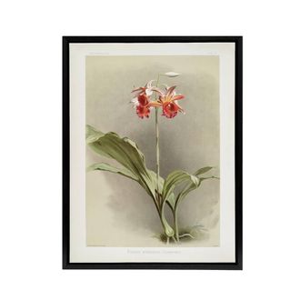 Artery8 F Sander Phaius Hybridus Cooksonii Orchid Flowers Framed Canvas Art | Size: W24 x H32