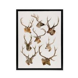 Artery8 Vintage Illustration of Deer Species Lydekker Framed Canvas Wall Art in White | Size: W24 x H32