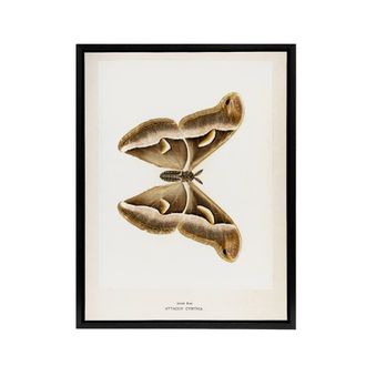 Artery8 Ailanthus Silkmoth Vintage Illustration Denton Framed Canvas Wall Art in White | Size: W24 x H32