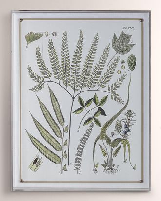 Port 68 Ferns III Giclee