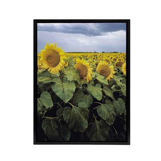 Artery8 A Kansas sunflower field up close Highsmith Framed Canvas Wall Art | Size: W24 x H32