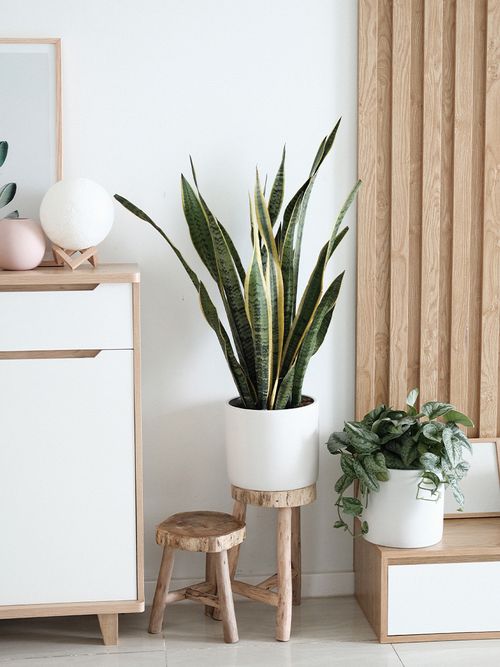 Pflanzen auf keinen Holzhockern