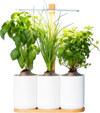 Jelmoli-Shop Kräutertopf »Prêt à Pousser Indoor Lilo Connect«