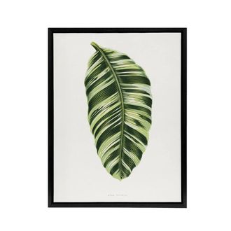 Artery8 AF Lydon Benjamin Fawcett Musa Paradisiaca Vittata Framed Canvas Art in White | Size: W24 x H32