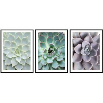 OEM Carteles Con Fotos En Marco 53x73cm Tr&iacute;ptico Conjunto De 3 Cuadros Hojas Flores P2006