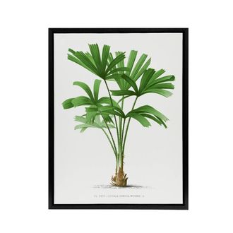 Artery8 Licuala Spinosa Palm Tree Oswald de Kerchove Framed Canvas Wall Art in White | Size: W24 x H32