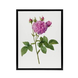 Artery8 Agatha Rose Floral Redoute Vintage Black Framed Canvas Wall Art in White | Size: W24 x H32