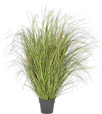 Schubiger M&ouml;bel Festuca im Topf Gr&uuml;n H: 142 cm