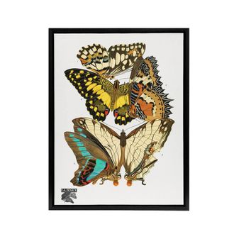 Artery8 Papillons Butterflies Illustration Framed Canvas Wall Art Print Seguy | Size: W24 x H32