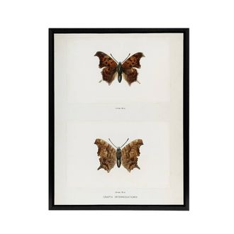 Artery8 Question Mark Butterfly Vintage Artwork Denton Framed Canvas Wall Art in White | Size: W24 x H32