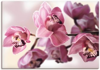 Artland Wandbild »Rosa Orchidee« Blumenbilder 1 Stk. tlg. als Alubild, Outdoorbild, Leinwandbild, Poster, Wandaufkleber