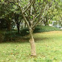 OEM Rollo De Yute De 0,5 X 15 M, 100 % Yute, 200 G/m&sup2; - Crezuo