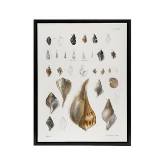 Artery8 James De Kay Different Types of Sea Shells Framed Canvas Art Print in White | Size: W24 x H32
