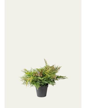 MacKenzie-Childs 26 Potted Fern with Bee